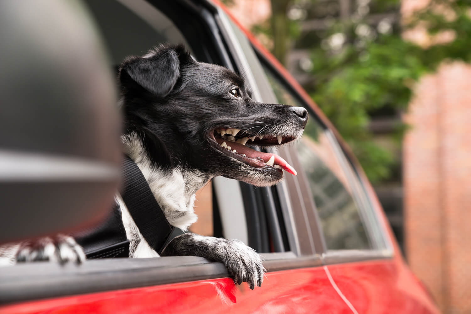 Best Pet Kennel In Pittsburgh