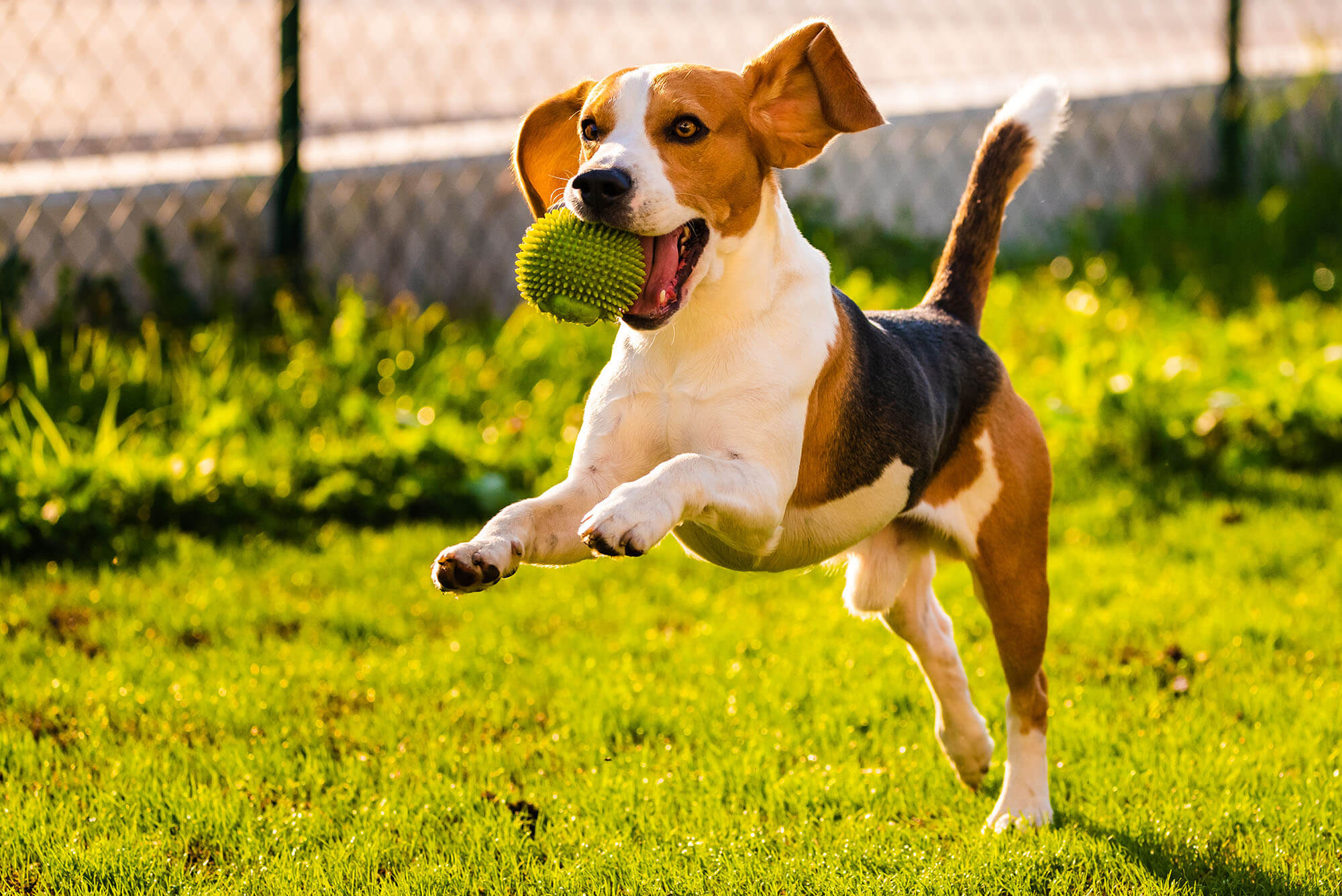 Best Dog Training In Pittsburgh